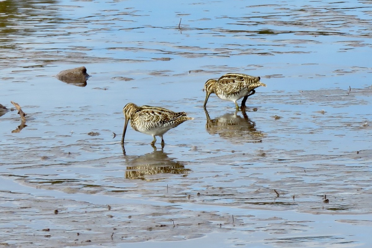 Wilson's Snipe - ML612402085