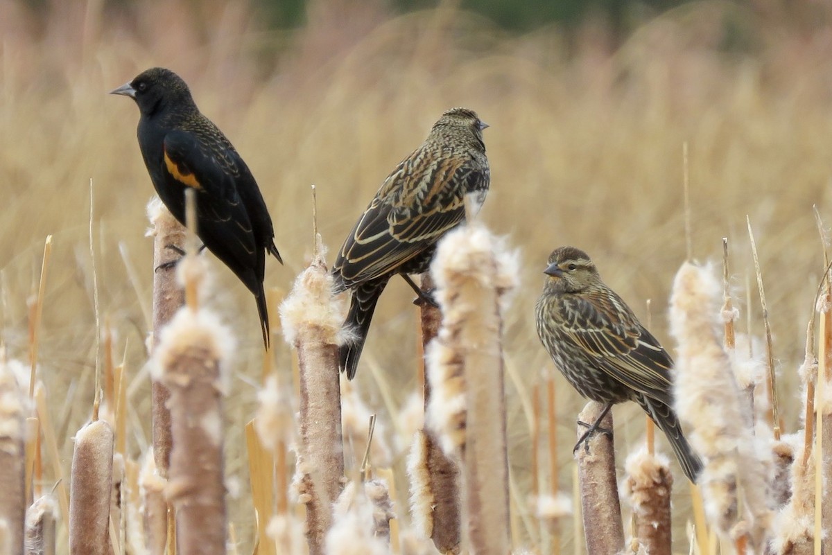 Red-winged Blackbird - ML612402103