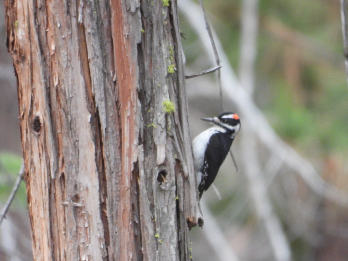 Hairy Woodpecker - ML612402122