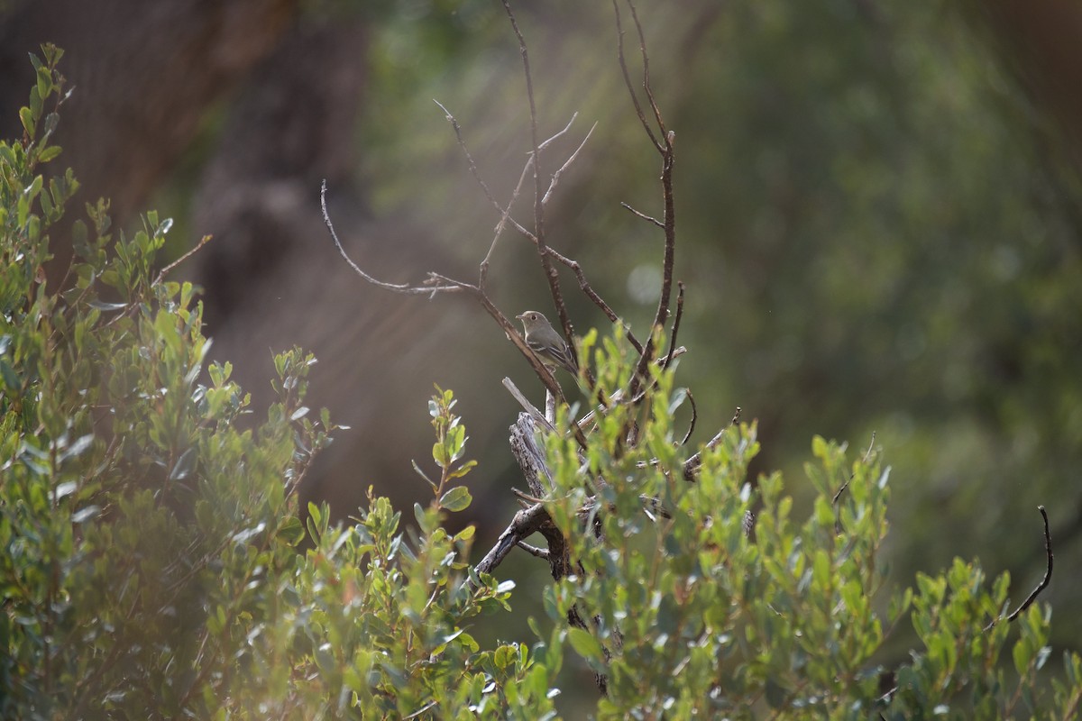 Gray Flycatcher - ML612402131