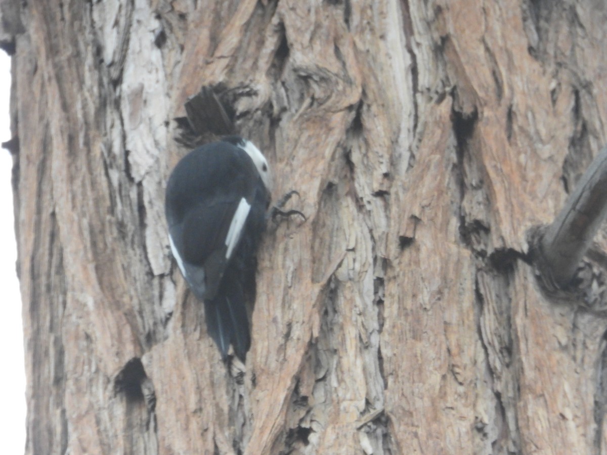 White-headed Woodpecker - ML612402141