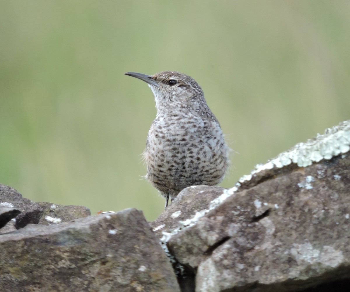 steinursmett - ML612402159