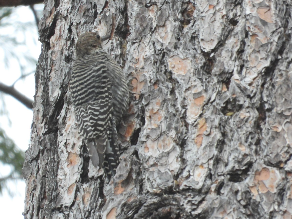 Williamson's Sapsucker - ML612402165