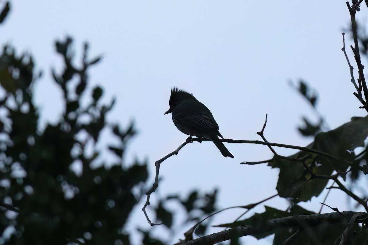 Greater Pewee - ML612402210