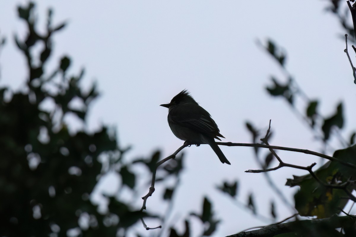 Greater Pewee - ML612402211