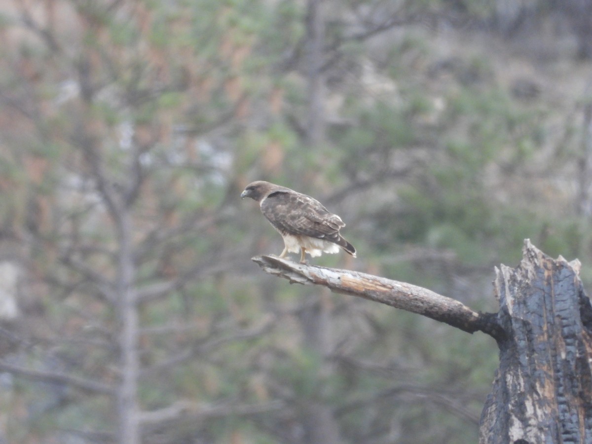 Red-tailed Hawk - ML612402214