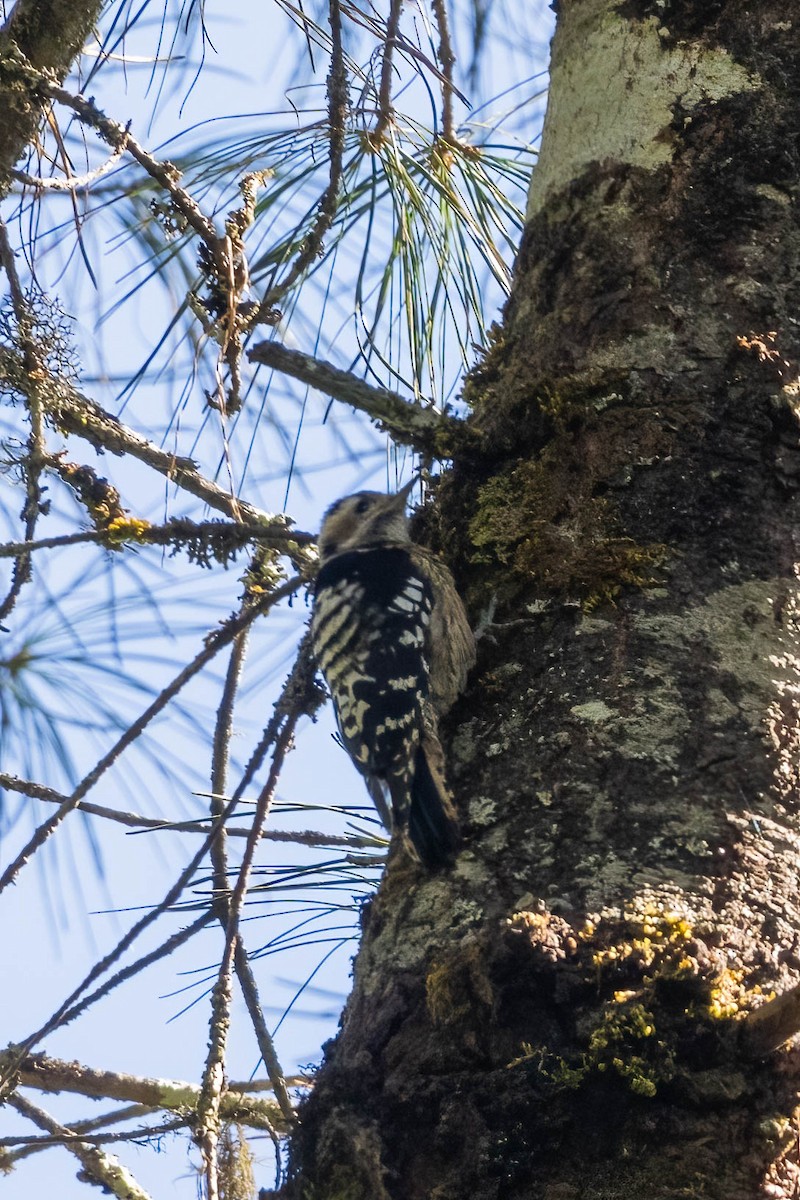 Gray-capped Pygmy Woodpecker - ML612402230
