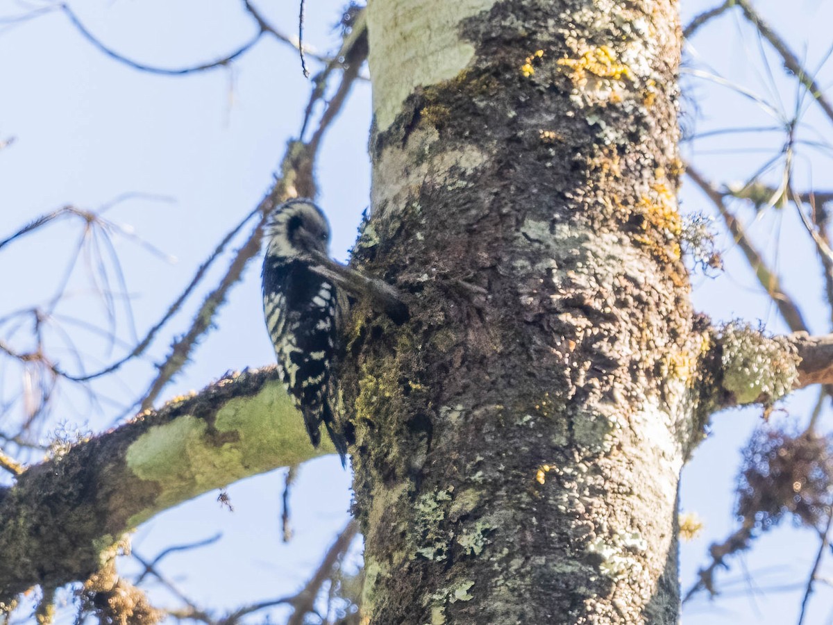 Gray-capped Pygmy Woodpecker - ML612402243