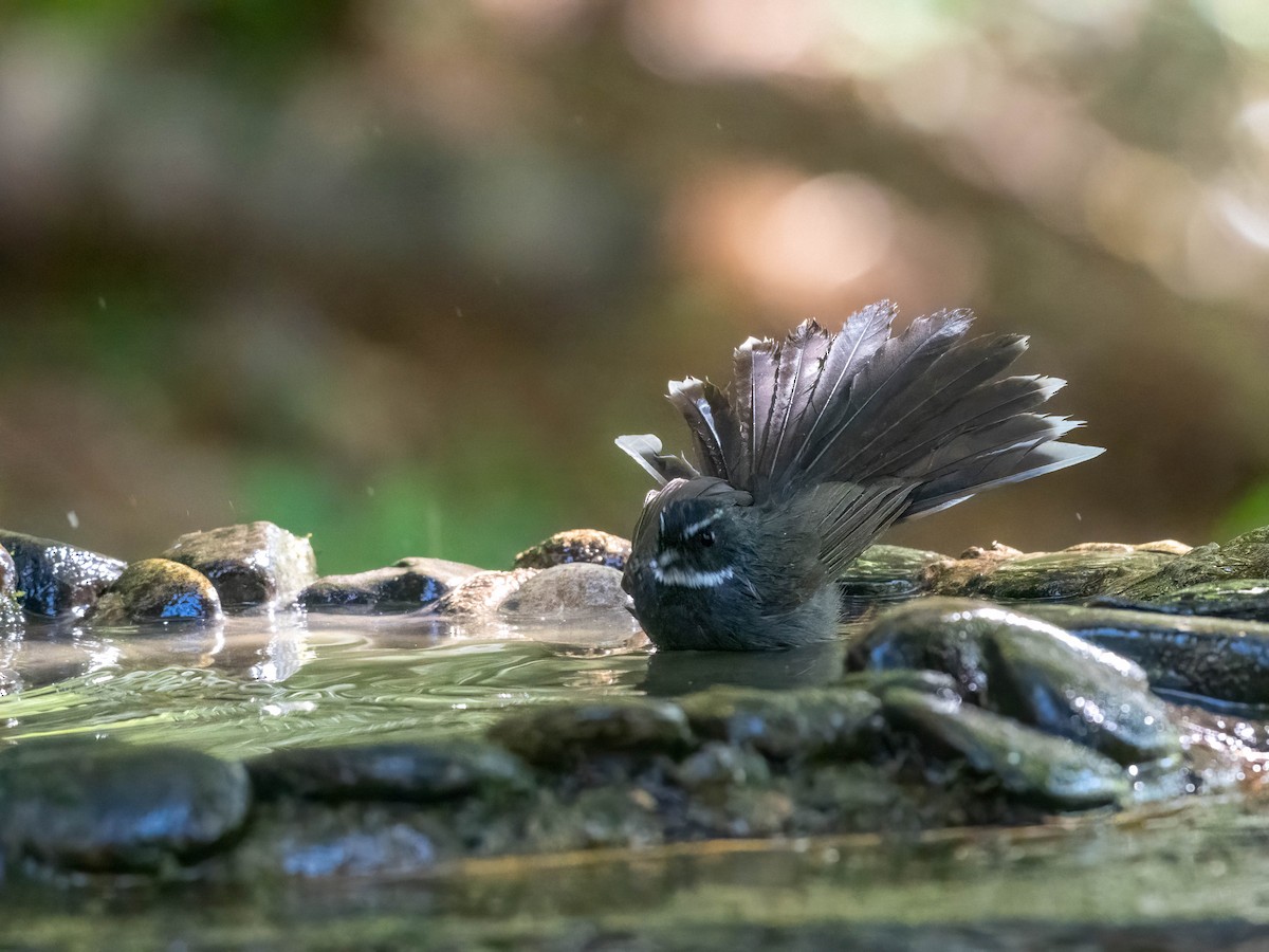 White-throated Fantail - ML612402266