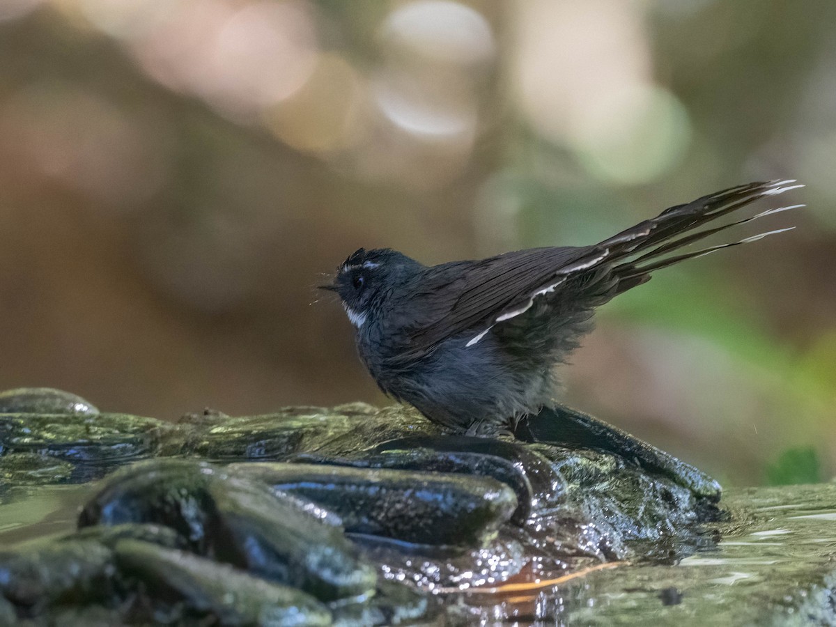 White-throated Fantail - ML612402271