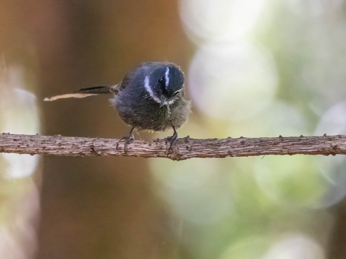 White-throated Fantail - ML612402295