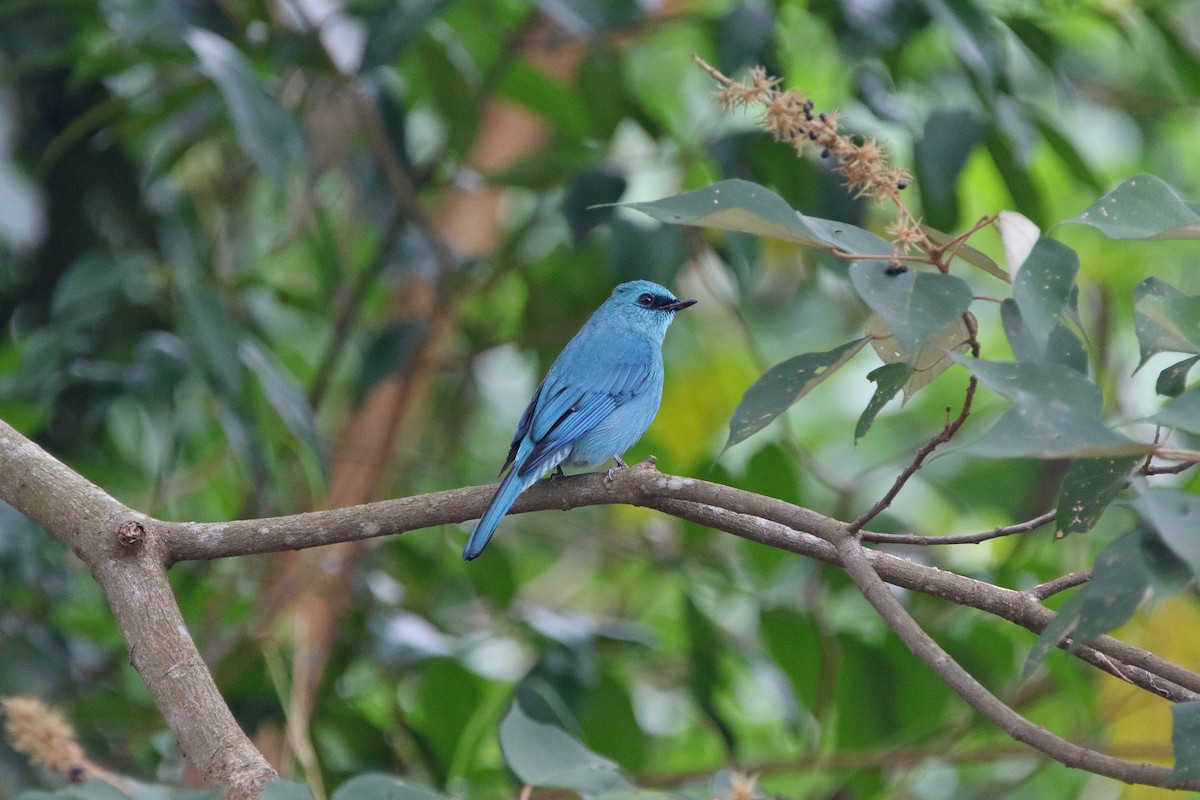 Verditer Flycatcher - ML612402300