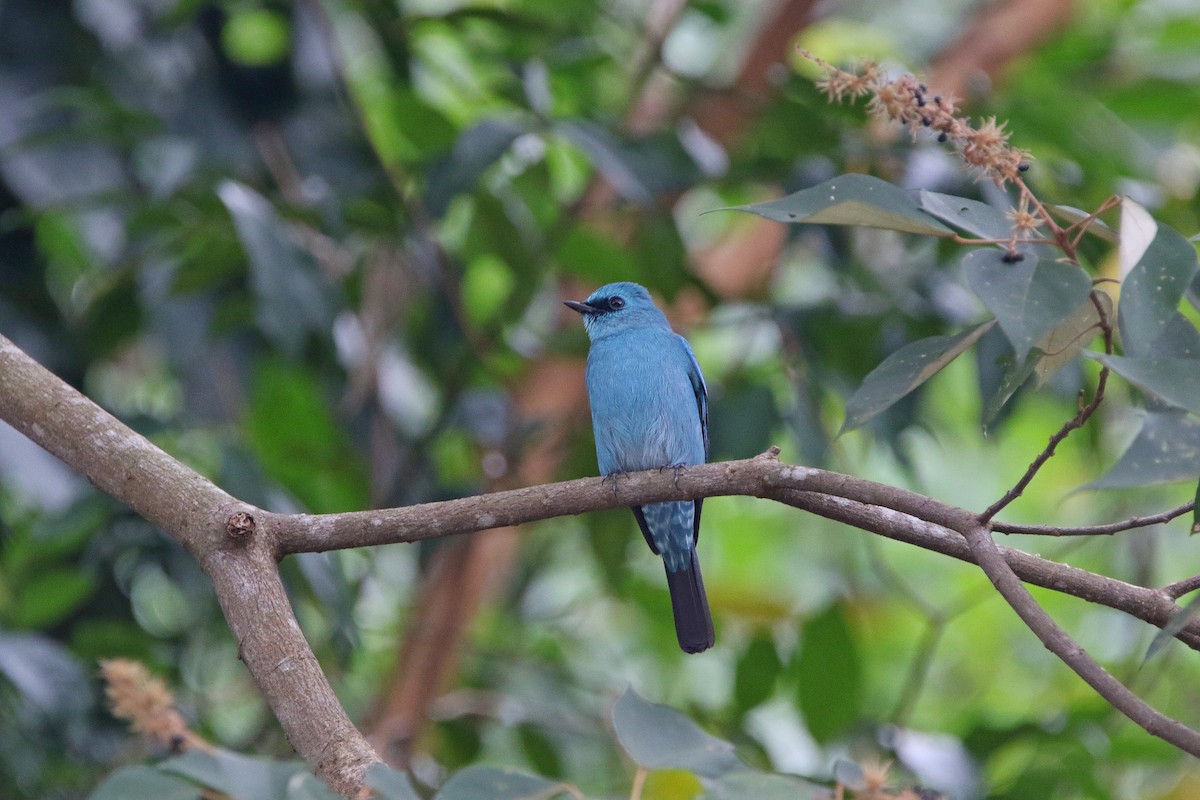 Verditer Flycatcher - ML612402303