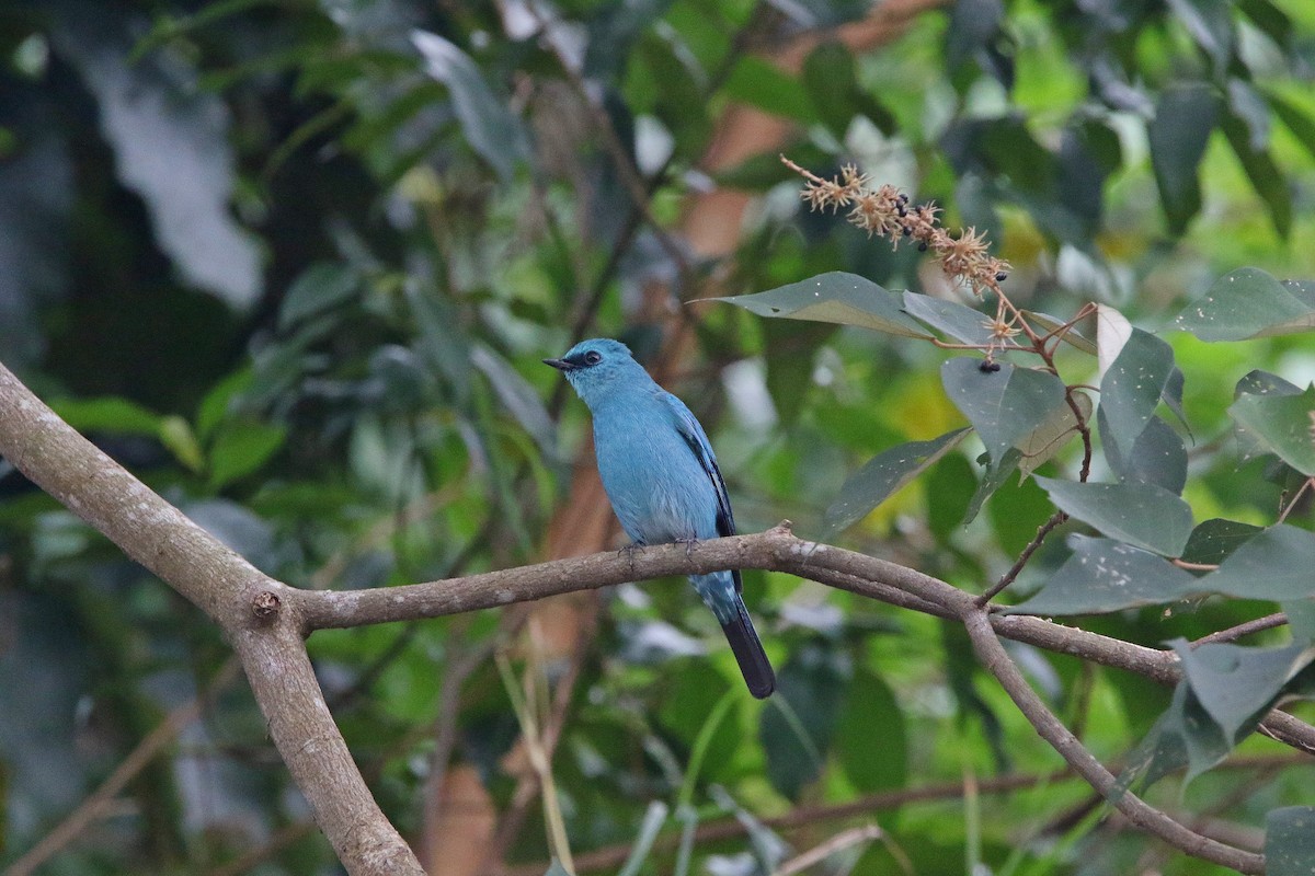 Verditer Flycatcher - ML612402305