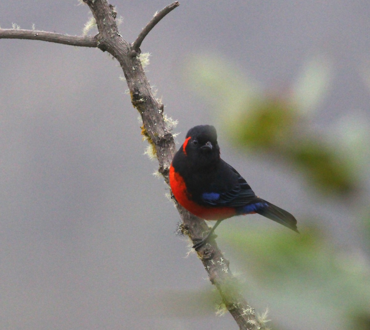 Scarlet-bellied Mountain Tanager - Terry Master