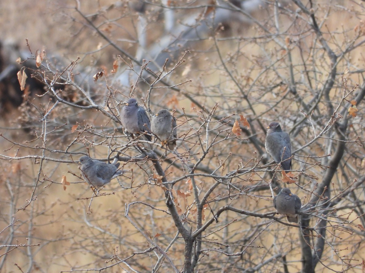 Band-tailed Pigeon - ML612402390