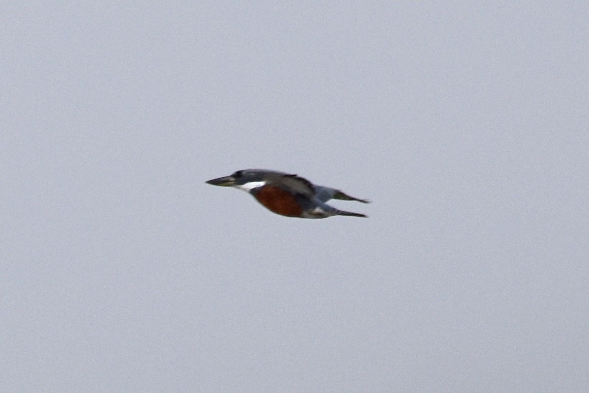 Martin-pêcheur à ventre roux - ML612402393