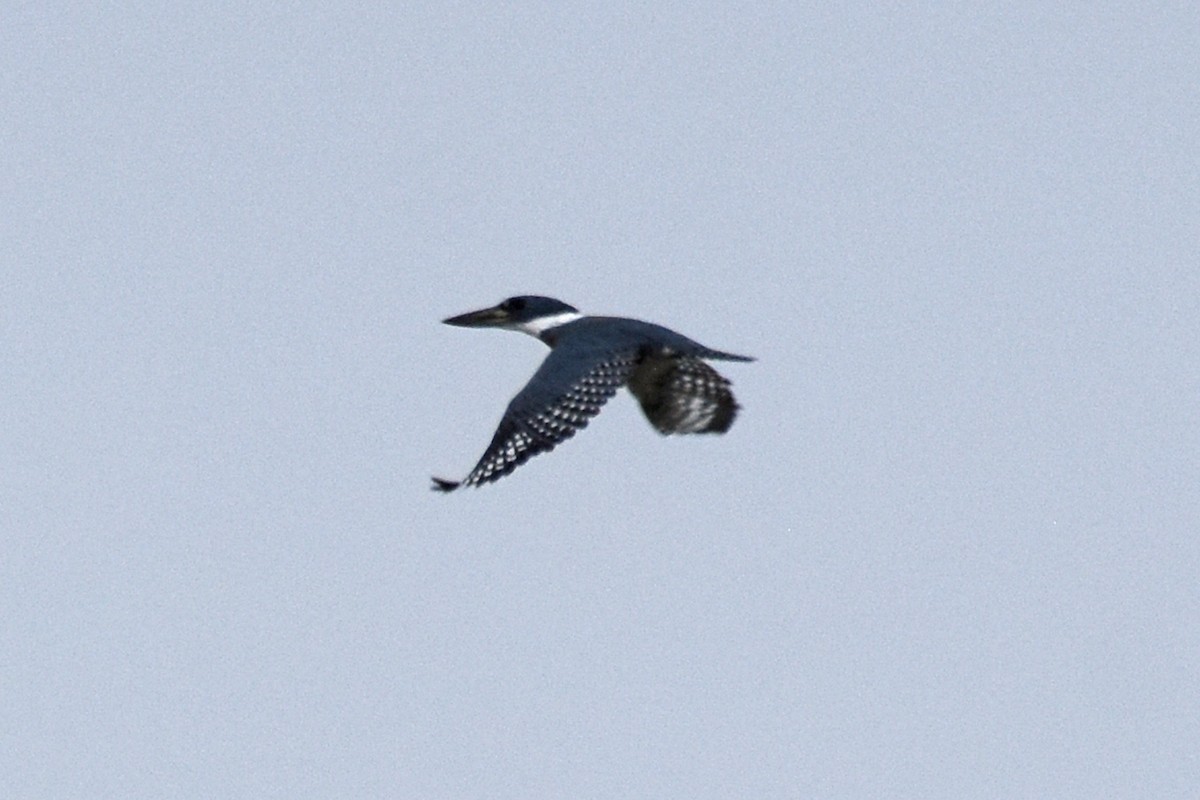 Ringed Kingfisher - ML612402396