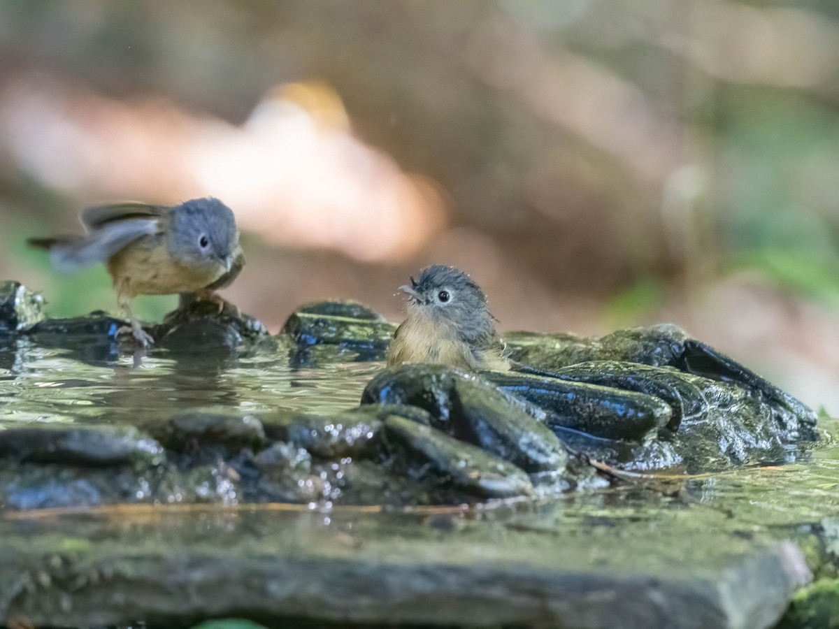 Yunnan Fulvetta - ML612402404