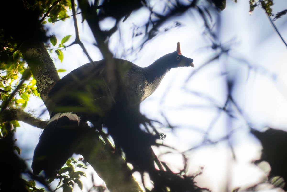 Horned Guan - ML612402449