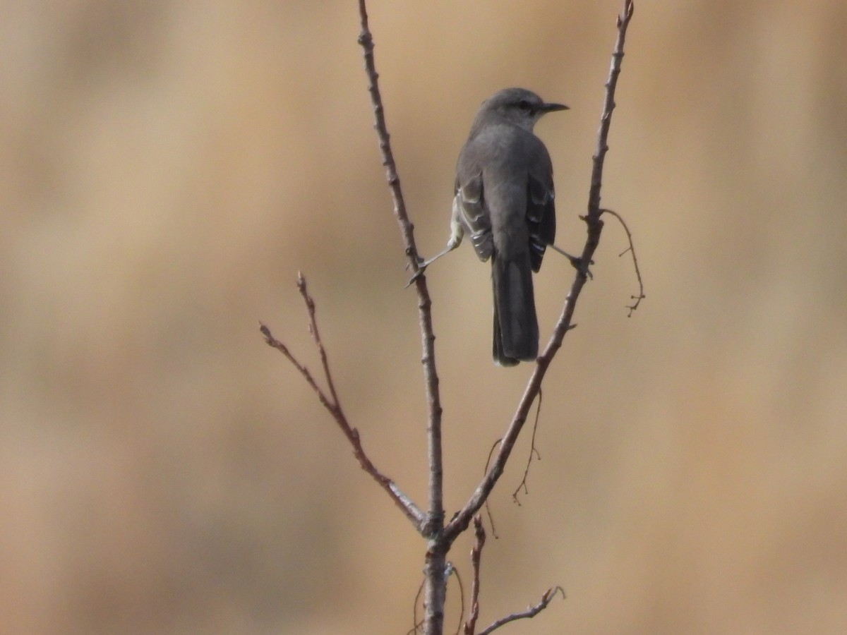 Northern Mockingbird - ML612402466