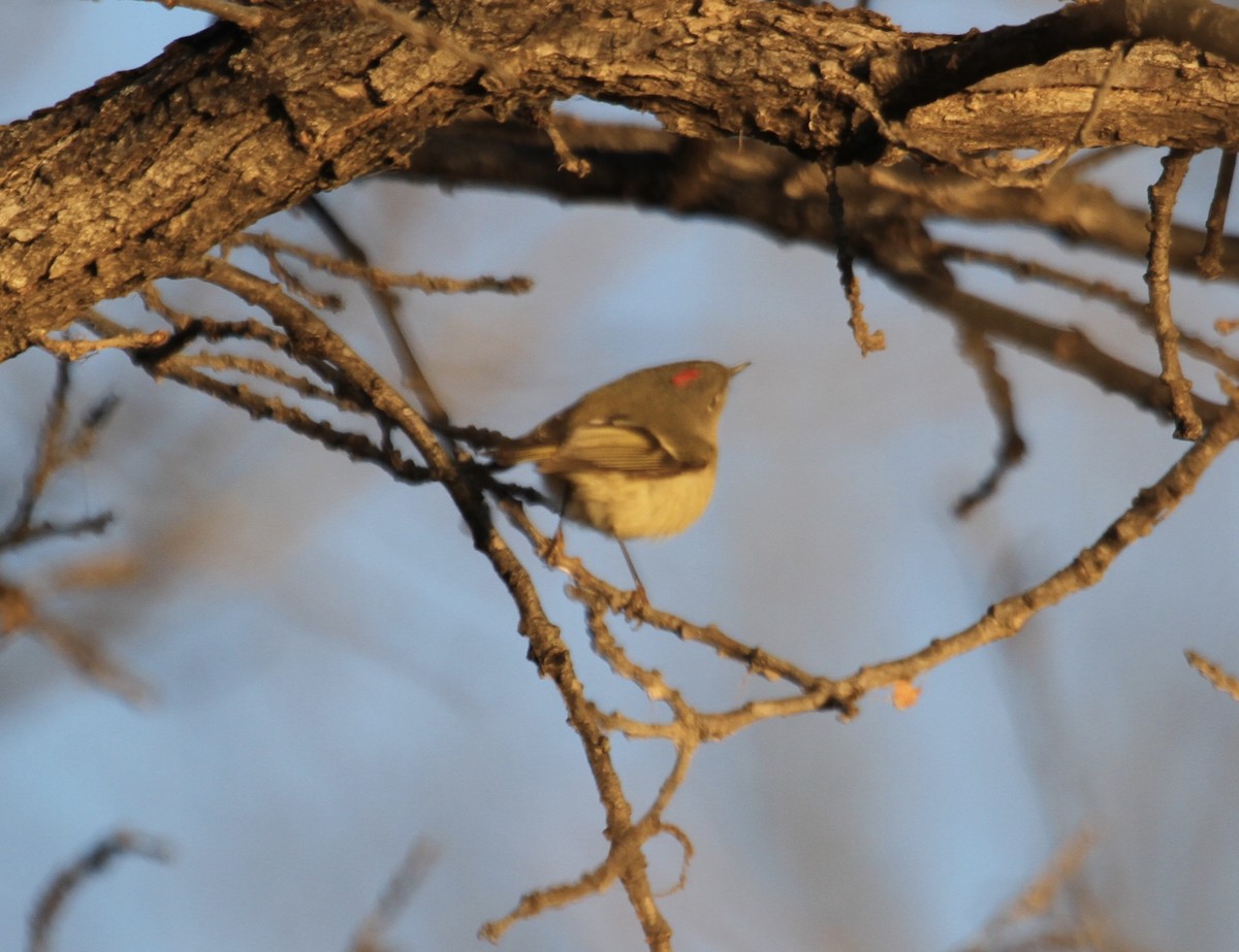 Ruby-crowned Kinglet - ML612402503