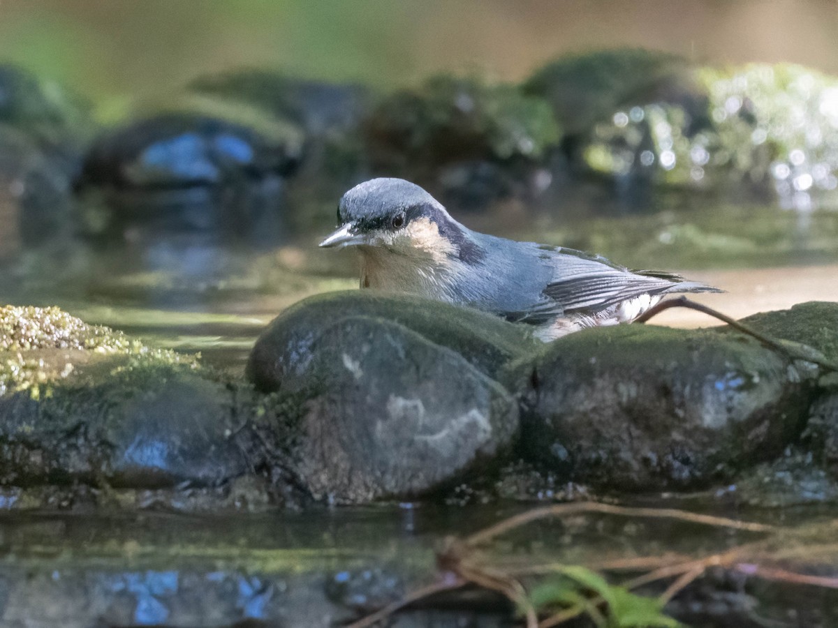 Chestnut-vented Nuthatch - ML612402518