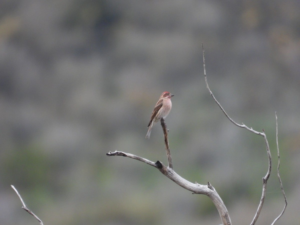 Cassin's Finch - ML612402544