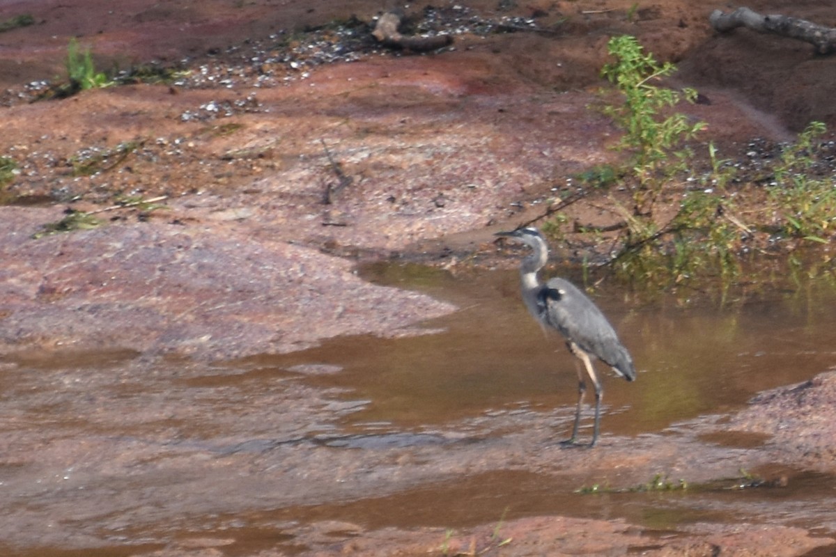 Great Blue Heron - Janet Rathjen