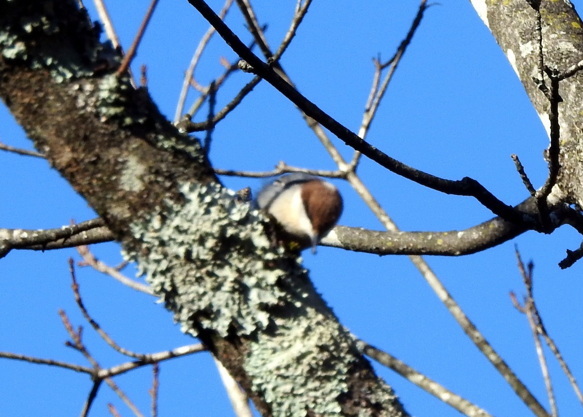 Brown-headed Nuthatch - ML612402634