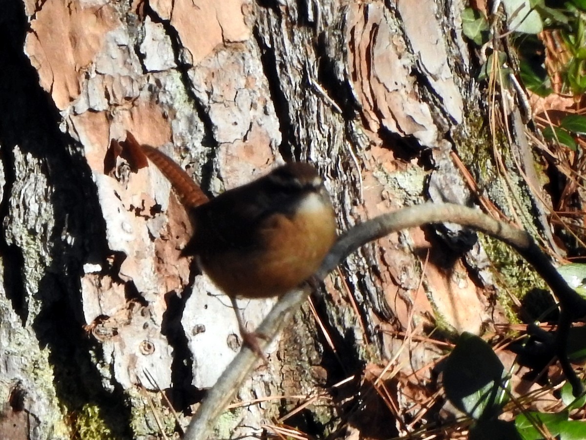 Carolina Wren - ML612402643