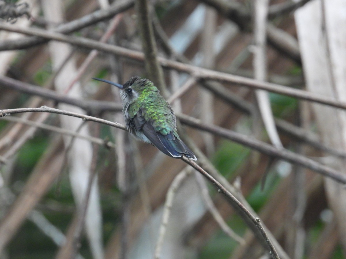 Broad-billed Hummingbird - Edward Jordan
