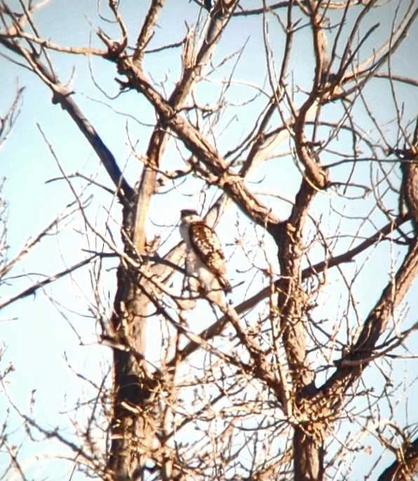 Red-tailed Hawk - ML612402647