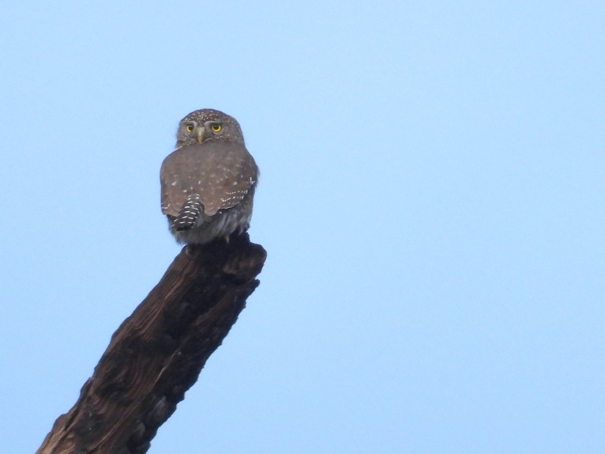 Northern Pygmy-Owl - ML612402706