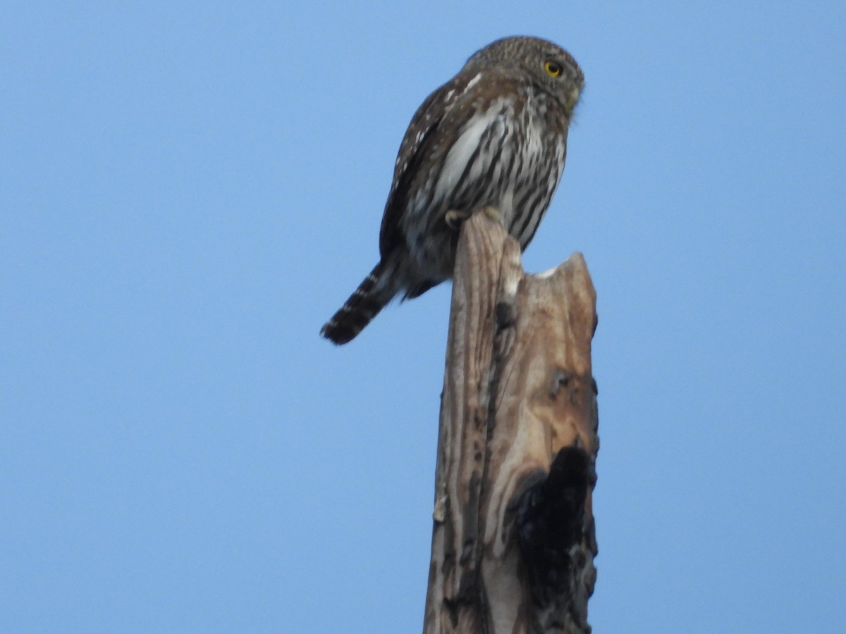 Northern Pygmy-Owl - ML612402727