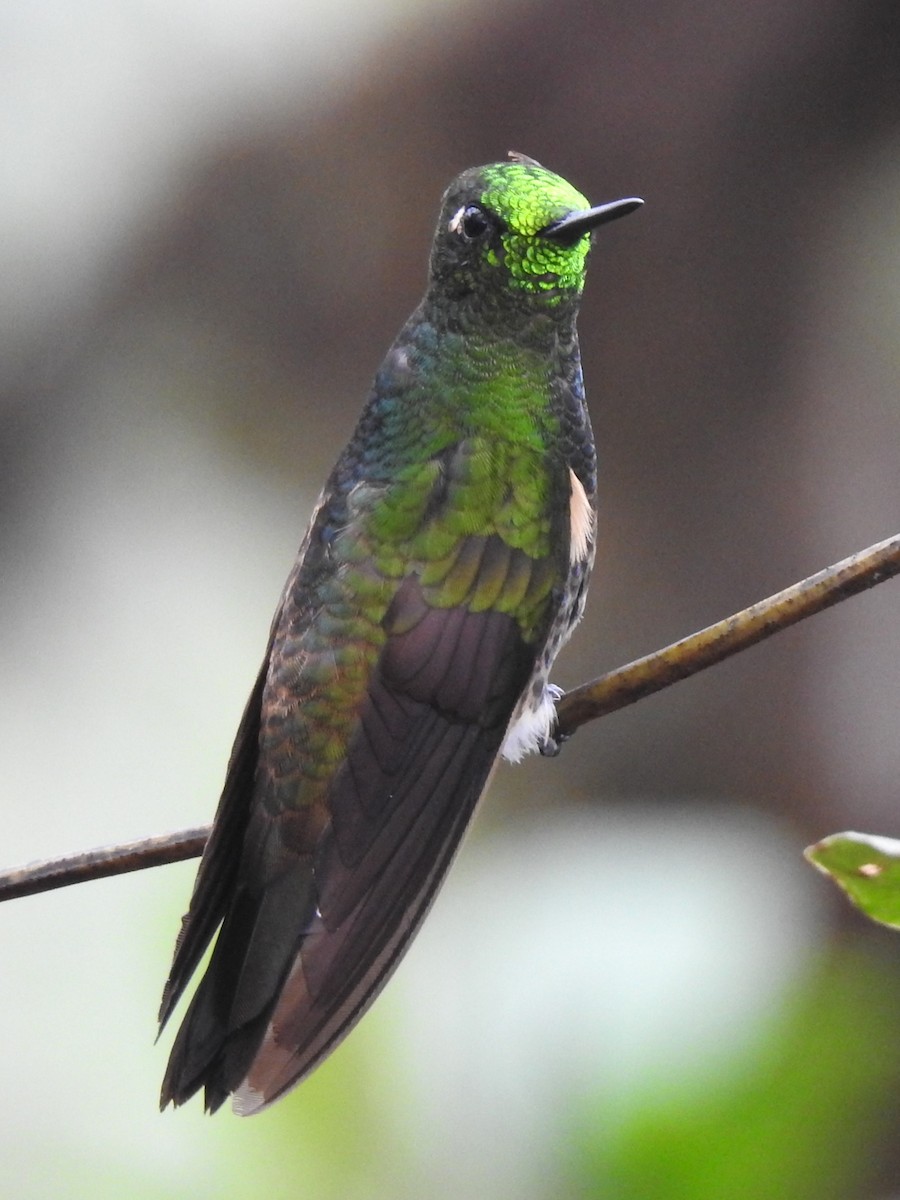 Buff-tailed Coronet - Annelia Williams