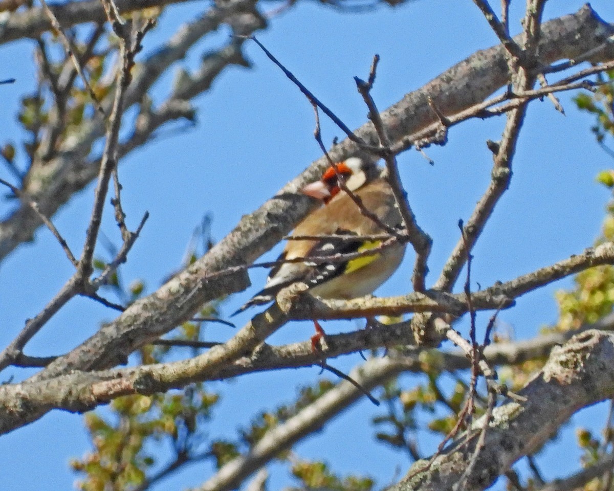 European Goldfinch - ML612402846