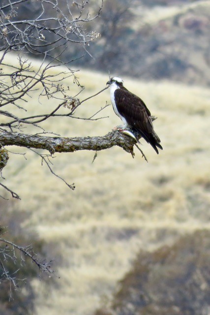 Osprey - ML612402853