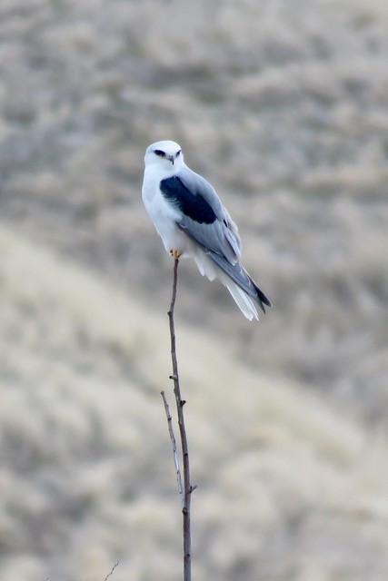 White-tailed Kite - ML612402862