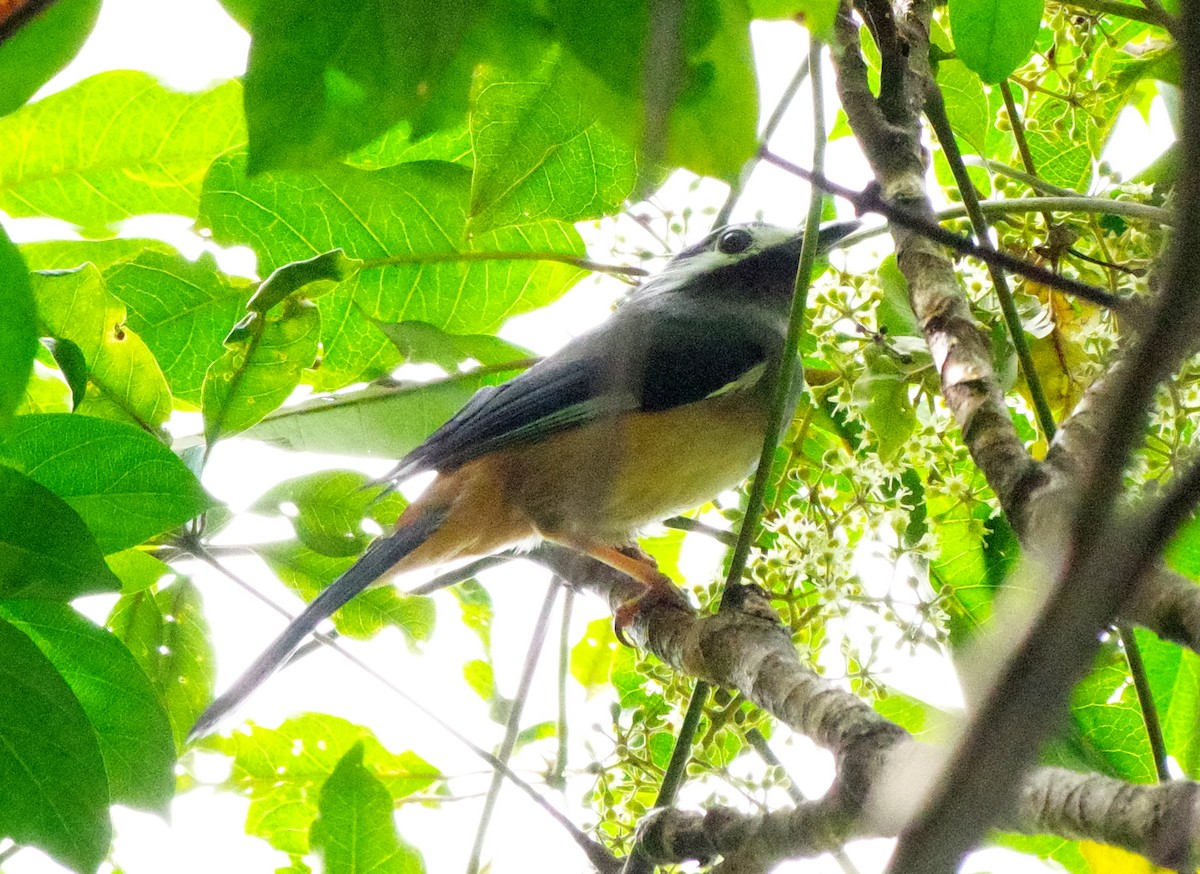 White-eared Sibia - W.C. Lin