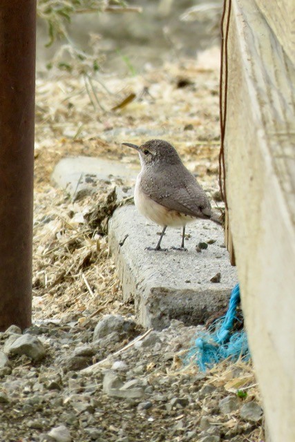 Rock Wren - ML612402873