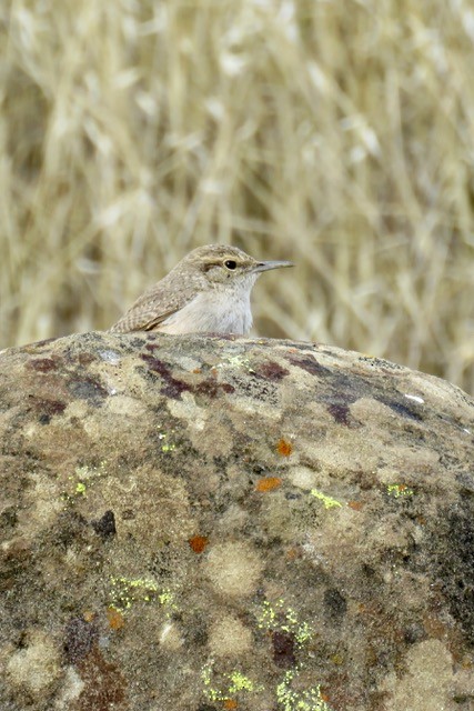 Rock Wren - ML612402896