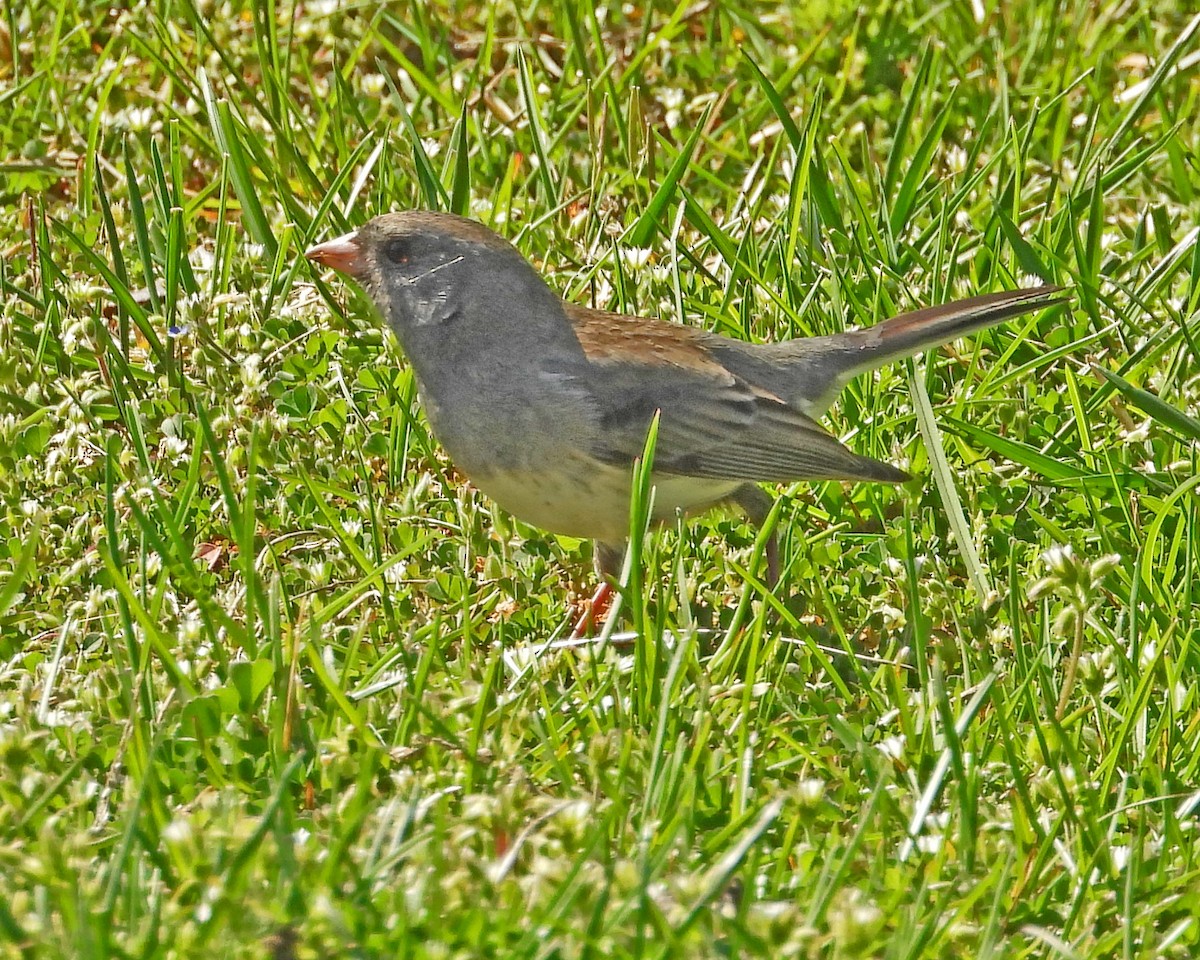 Dark-eyed Junco - Aubrey Merrill