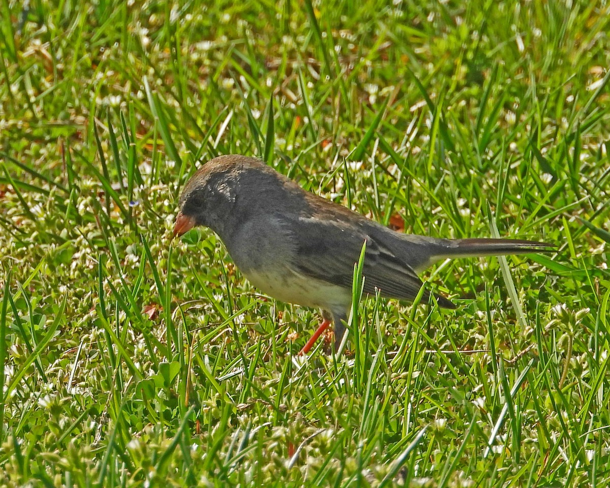 Dark-eyed Junco - ML612402965