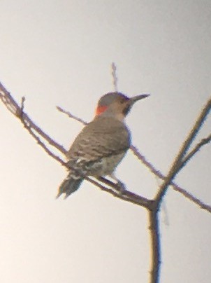 Northern Flicker - ML612402978