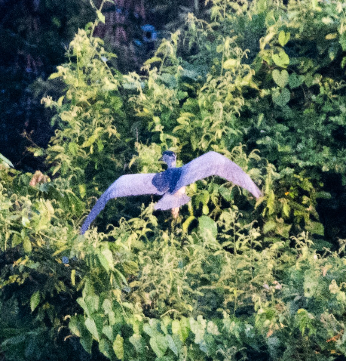 Black-crowned Night Heron - ML612402979