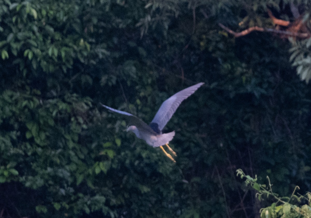 Black-crowned Night Heron - ML612402980