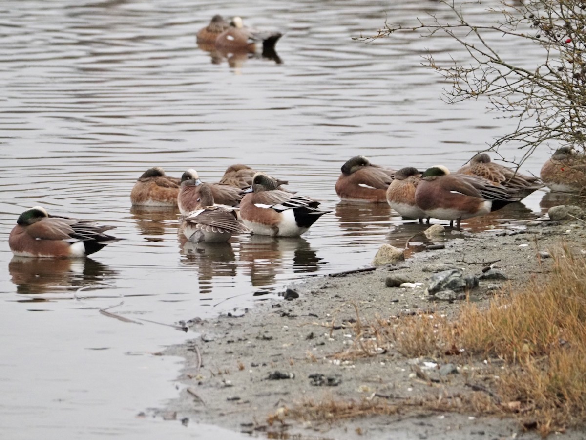 American Wigeon - ML612403023