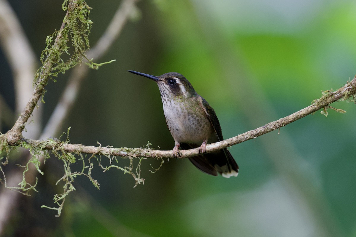 Speckled Hummingbird - Christopher Veale