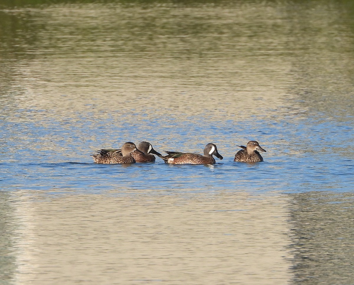 Blue-winged Teal - ML612403042